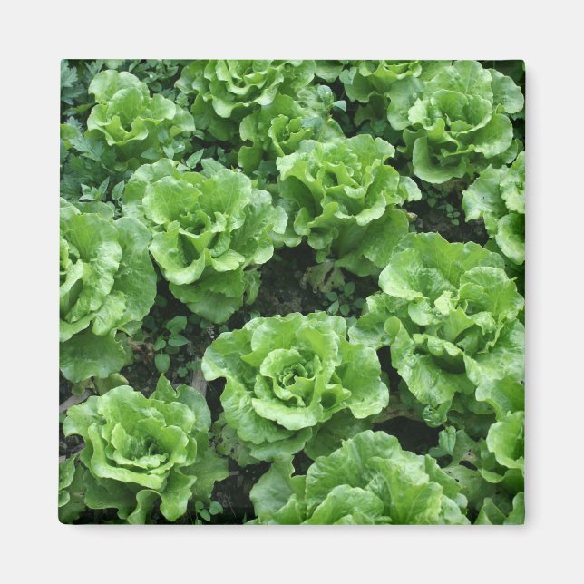Bed of lettuce magnet (Front)