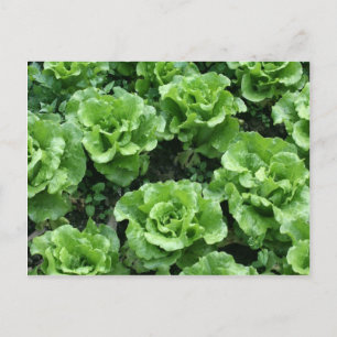 Bed of lettuce postcard