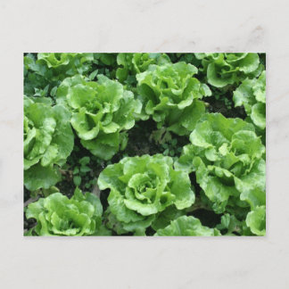 Bed of lettuce postcard