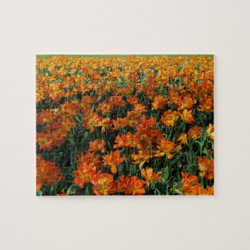 Bed of Orange Tulips Jigsaw Puzzle