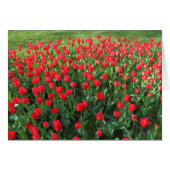 Bed of Red Tulips 01 (Front Horizontal)