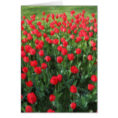 Bed of Red Tulips 01 (Front)