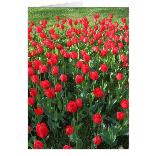 Bed of Red Tulips 01 (Front)