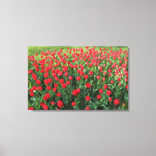 Bed of Red Tulips 01 Canvas Print