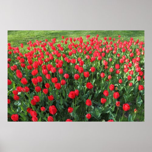 Bed of Red Tulips 01 Poster