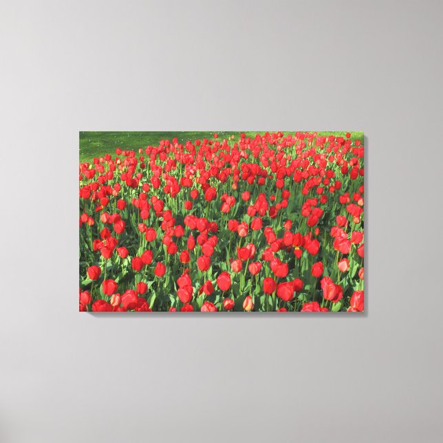 Bed of Red Tulips 02 Canvas Print (Front)