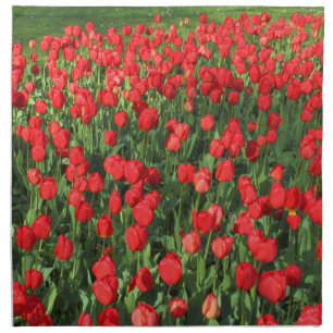 Bed of Red Tulips 02 Napkin