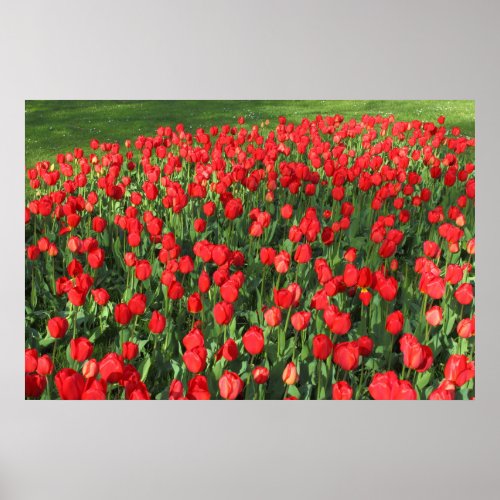 Bed of Red Tulips 02 Poster