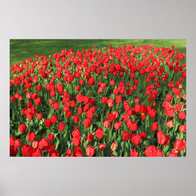 Bed of Red Tulips 02 Poster (Front)
