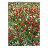 Bed of Tulips (Front)