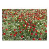 Bed of Tulips (Front Horizontal)