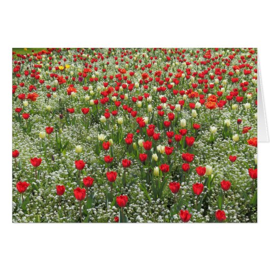 Bed of Tulips (Front Horizontal)