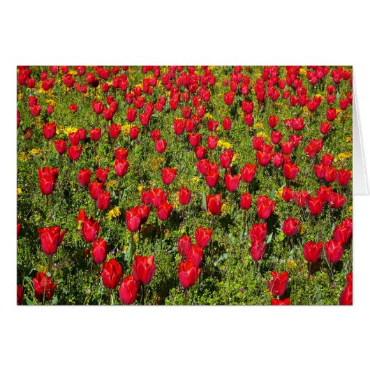 Bed of Tulips (Front Horizontal)