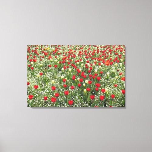 Bed of Tulips Canvas Print