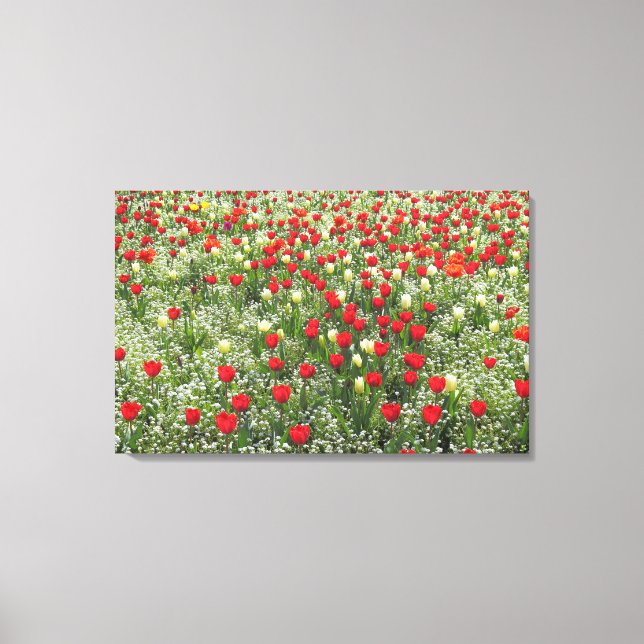 Bed of Tulips Canvas Print (Front)