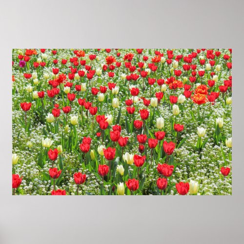 Bed of Tulips Gorsedd Gardens Cardiff Wales Poster
