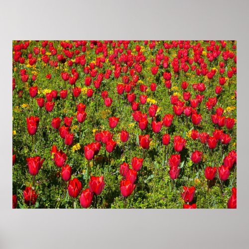 Bed of Tulips Poster