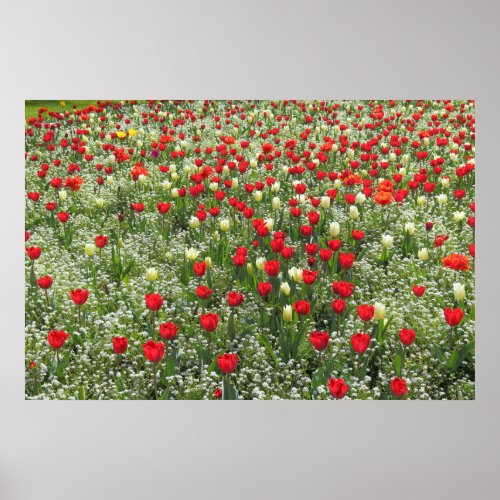 Bed of Tulips Poster