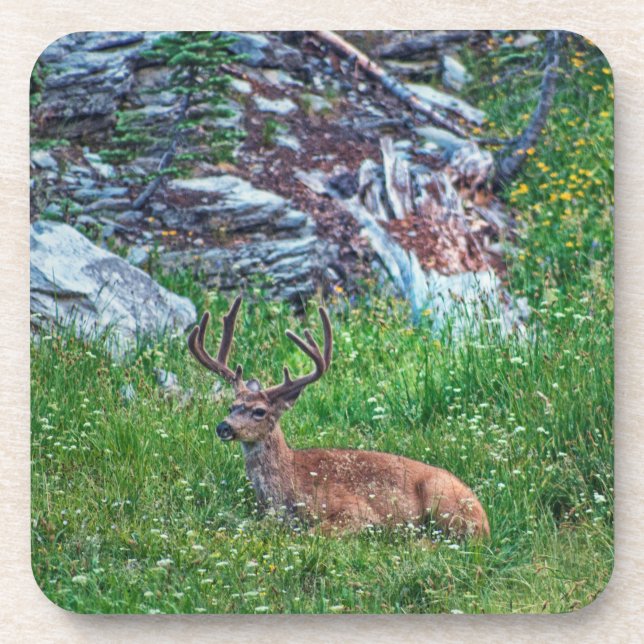 Bedded Buck Beverage Coaster (Front)