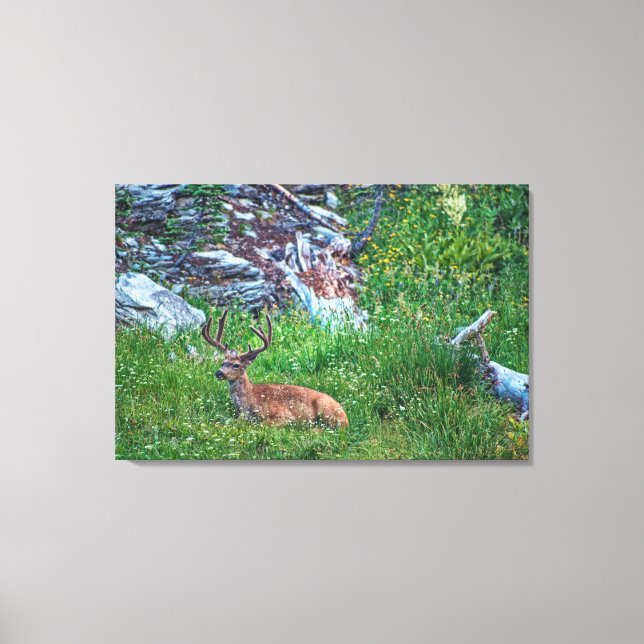 Bedded Buck Canvas Print (Front)