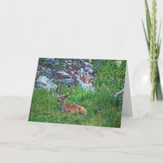 Bedded Buck Card