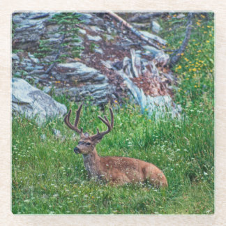 Bedded Buck Glass Coaster