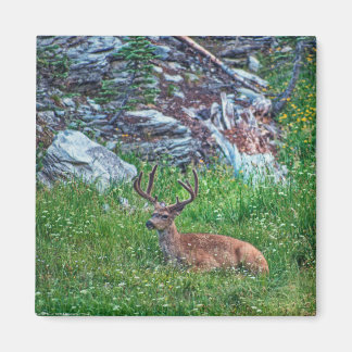 Bedded Buck Magnet