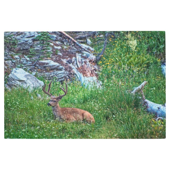 Bedded Buck Metal Print (Front)