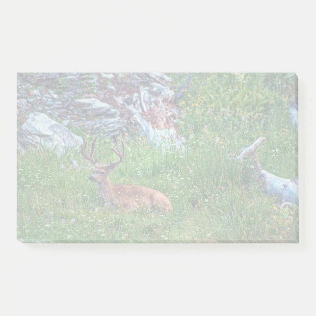 Bedded Buck Post-it Notes (Front)