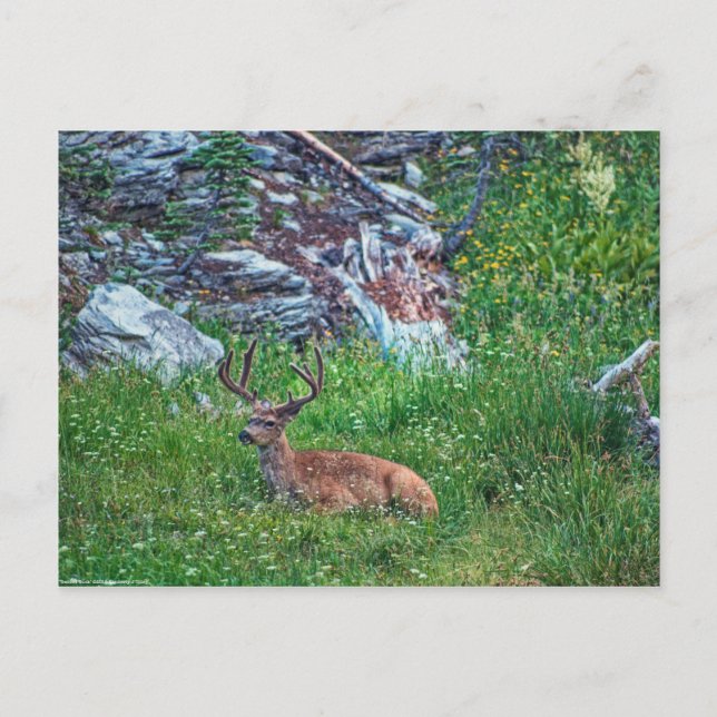 Bedded Buck Postcard (Front)