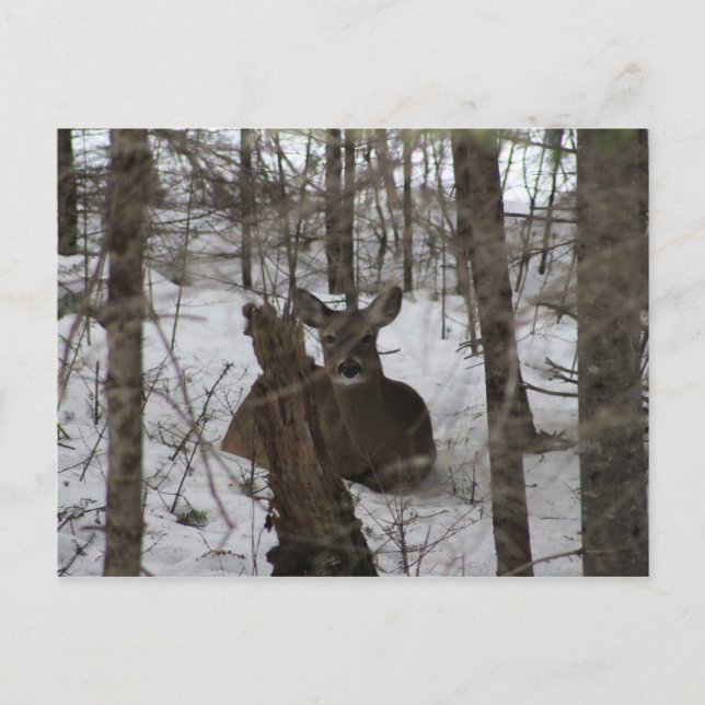 Bedded Down in Haynesville, Maine Postcard (Front)