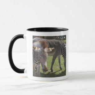 Bedfordshire, England Mug