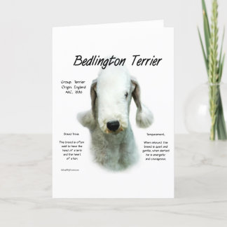 Bedlington Terrier History; All About Bedlingtons Holiday Card