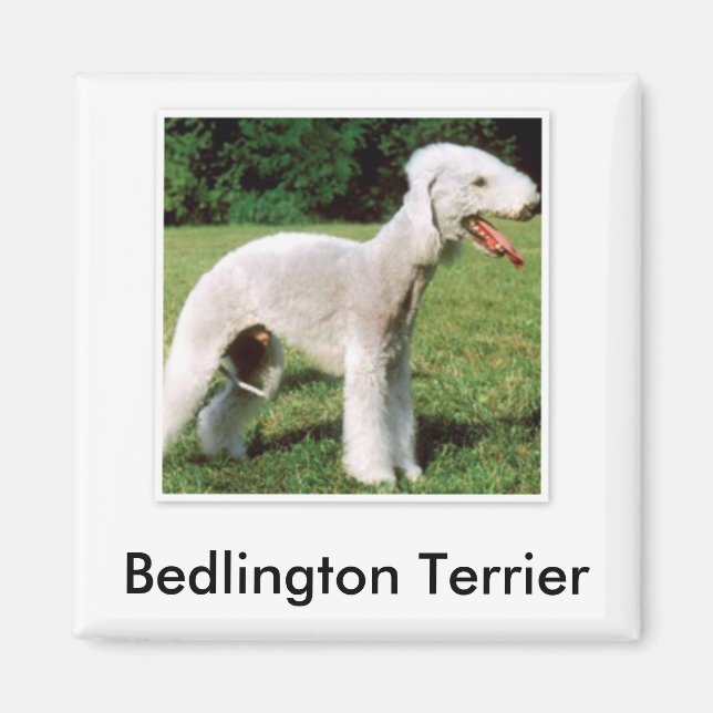 Bedlington Terrier Magnet (Front)