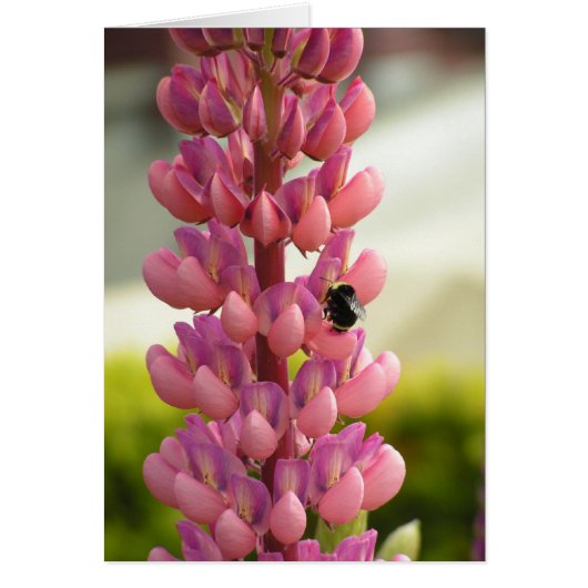 Bee 5x7 Card (Front)