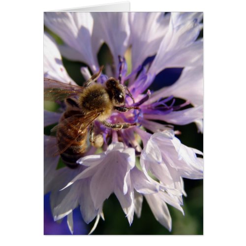 Bee and Blue Flower