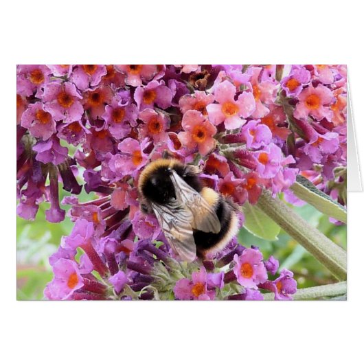 Bee and buddleia cards (Front Horizontal)