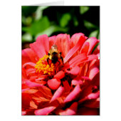 Bee and coral zinnia (Front)