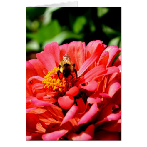 Bee and coral zinnia