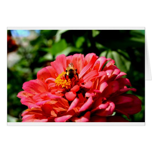 Bee and coral zinnia