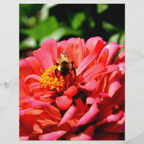 Bee and coral zinnia