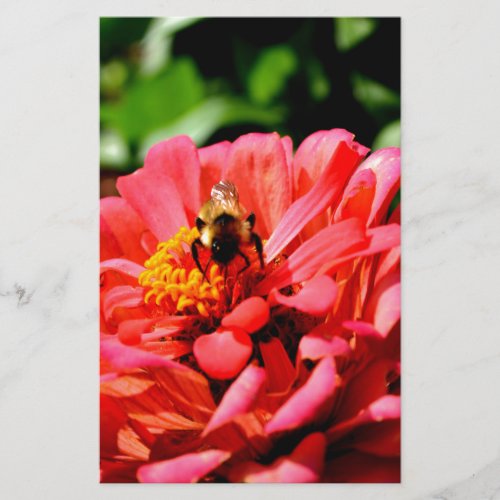 Bee and coral zinnia