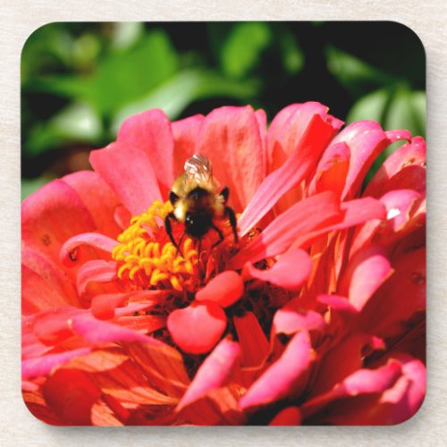 Bee and coral zinnia beverage coaster