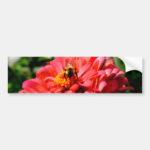 Bee and coral zinnia bumper sticker
