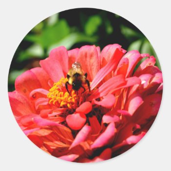 Bee And Coral Zinnia Classic Round Sticker by Omtastic at Zazzle