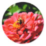Bee and coral zinnia classic round sticker