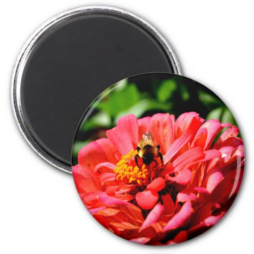 Bee and coral zinnia magnet
