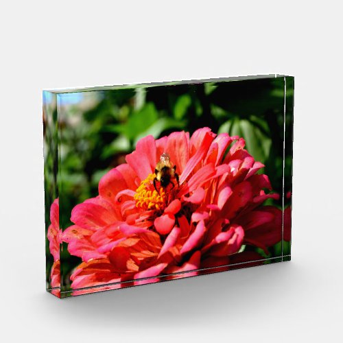 Bee and Coral Zinnia orange flowers Acrylic Award