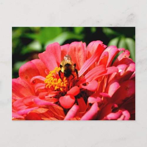Bee and coral zinnia orange flowers  postcard