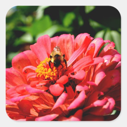 Bee and coral zinnia square sticker